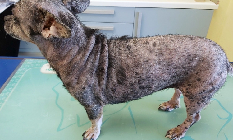 La dermatofitosi (micosi) del cane e del gatto
